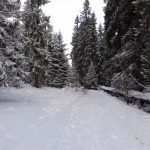 wycieczka narciarska - polana zgorzelisko